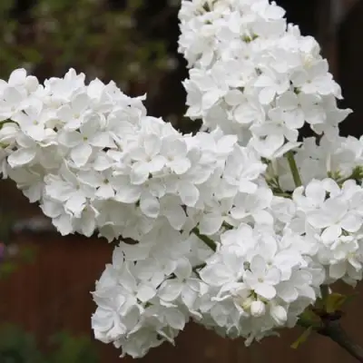 Сирень ФЛОРА в Витебске