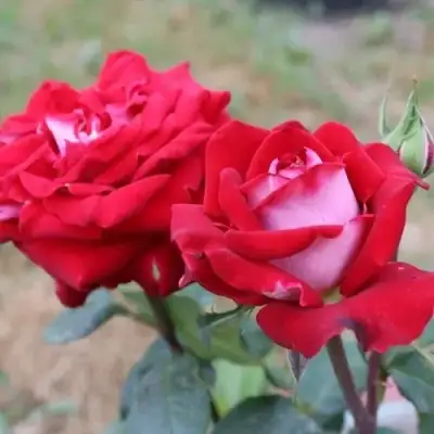 Роза АЛЬЯНС чайно-гибридная в Витебске