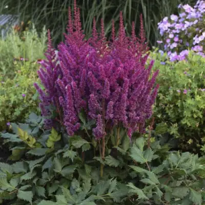 Астильба ВИЖНС китайская в Витебске