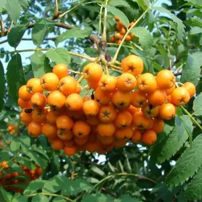 Рябина НЕВЕЖИНСКАЯ ЖЕЛТАЯ сладкоплодная в Витебске