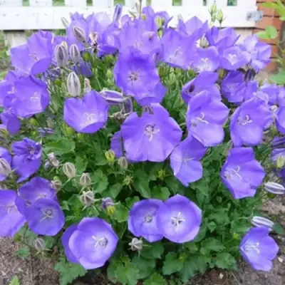 Колокольчик САНТА карпатский в Витебске