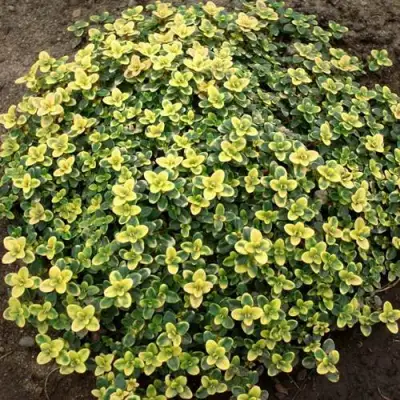 Тимьян ДОННА ВАЛЕЙ лимоннопахнущий в Витебске