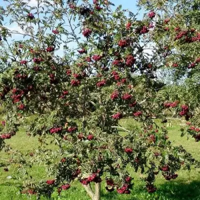 Рябина БУРКА сладкоплодная в Витебске