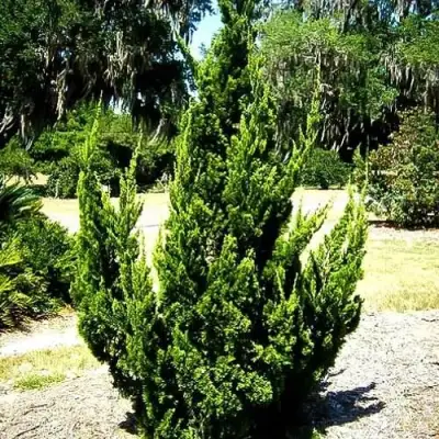 Можжевельник КАЙЗУКА китайский в Витебске