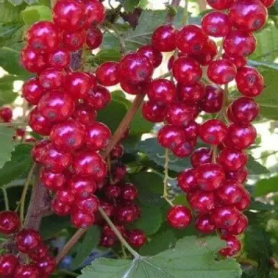 Смородина красная ПУРПУРНАЯ в Витебске