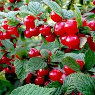 Вишня ВОСТОРГ войлочная в Витебске