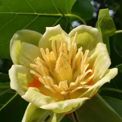 ЛИРИОДЕНДРОН тюльпанный в Витебске