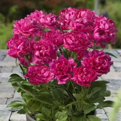 Пион ЛОНДОН травянистый в Витебске