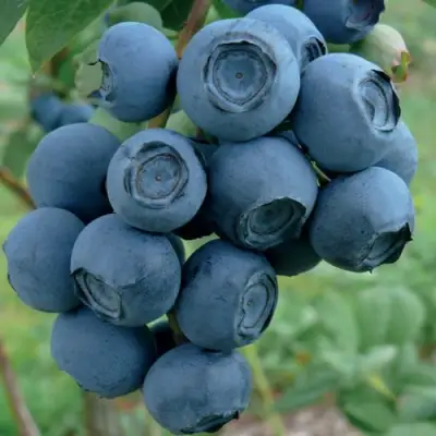 Голубика РУБЕЛ в Витебске