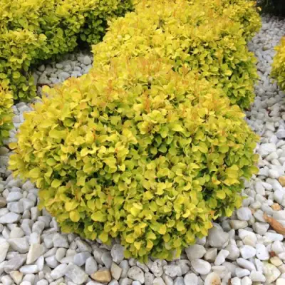 Барбарис БОНАНЗА ГОЛД тунберга в Витебске