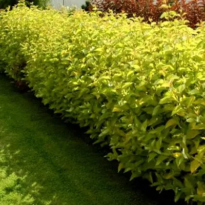 Комплект ДАРТС ГОЛД в Витебске