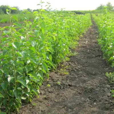 Подвой черешни ДИКАЯ ЧЕРЕШНЯ в Витебске