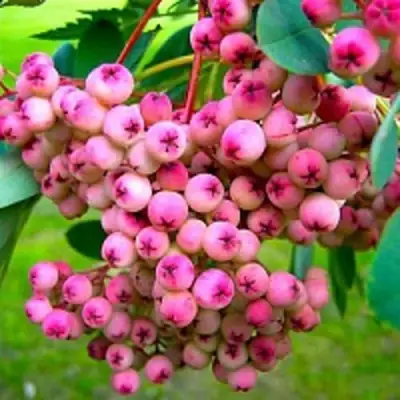 Рябина ПИНК сладкоплодная в Витебске