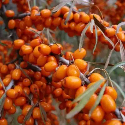 Облепиха ВОРОБЬЕВСКАЯ в Витебске