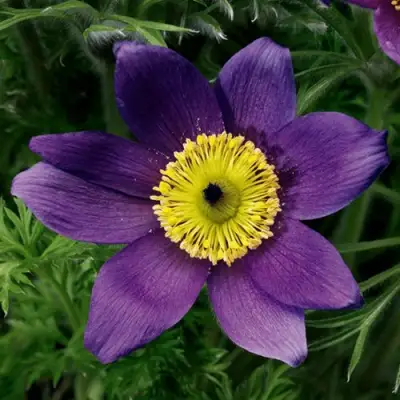 Прострел ПИНВИЛ БЛЮ ШЕЙДЕС в Витебске