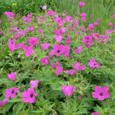 Герань РЕД АДМИРАЛ гибридная в Витебске