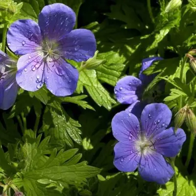 Герань БРУКСАЙД гибридная в Витебске