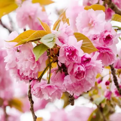 Сакура КАНЗАН в Витебске