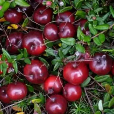 Клюква БЕН ЛИР в Витебске