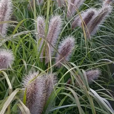 Пеннисетум БЛЭК БЬЮТИ в Витебске