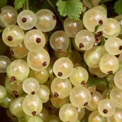 Смородина белая СМОЛЬЯНИНОВСКАЯ в Витебске