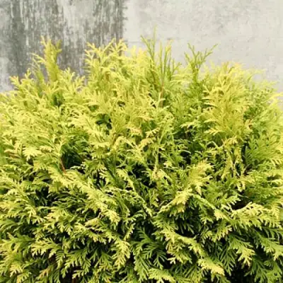 Туя ГОЛДЕН ГЛОБ западная в Витебске