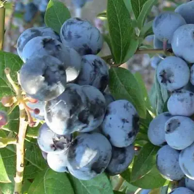 Голубика НОРТЛАНД в Витебске