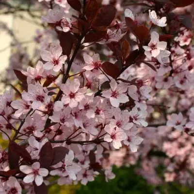 Слива НИГРА растопыреная в Витебске