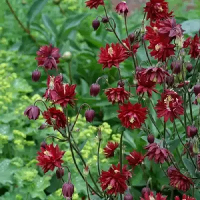 Аквилегия РУБИ ПОРТ обыкновенная в Витебске