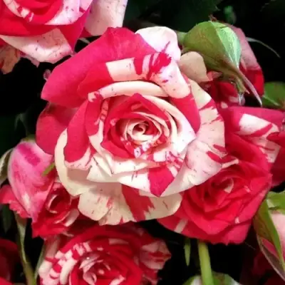 Роза ФАЙЕР ВОРКС миниатюрная в Витебске