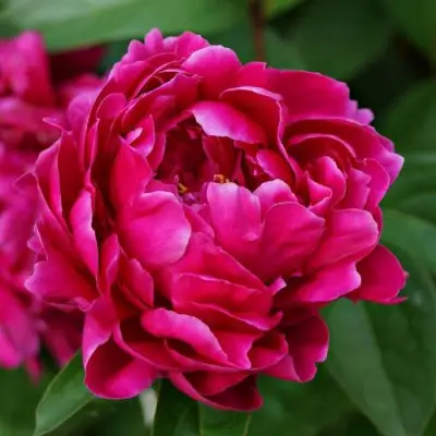 Пион ЛУИ ВАН-ГУТТ травянистый в Витебске