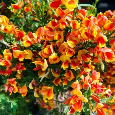 Ракитник АНДРЕАНУС в Витебске