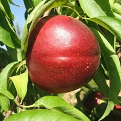 Нектарин ФАНТАЗИЯ в Витебске