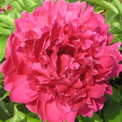 Пион ПУРПУРНЫЙ ФЕНИКС травянистый в Витебске