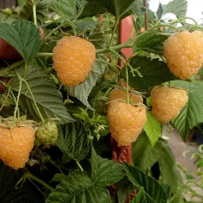 Малина ЗЮГАНА ЗОЛОТАЯ в Витебске