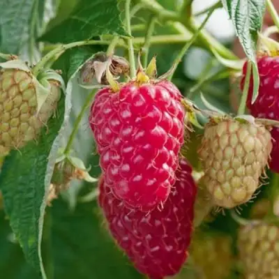 Малина МАРАСТАР в Витебске