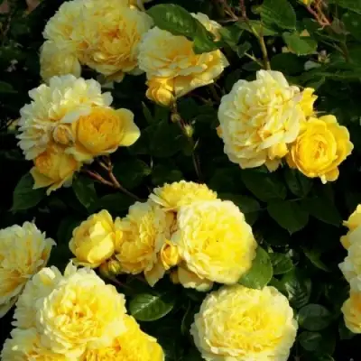 Роза АНИ ДЮПРЕЙ флорибунда в Витебске