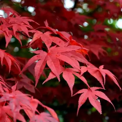 Клен гиннала  в Витебске