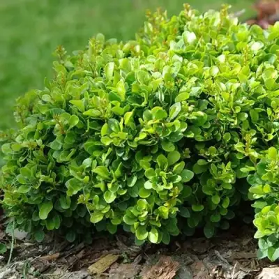 Барбарис КОБОЛЬД тунберга в Витебске