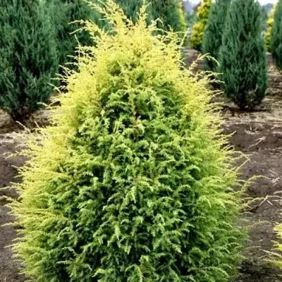 Можжевельник ГОЛД КОН обыкновенный в Витебске
