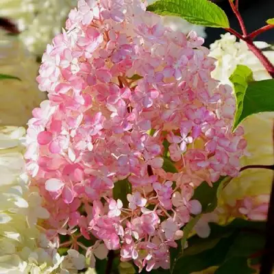 Гортензия ДИАМАНТИНО метельчатая в Витебске