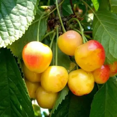 Черешня ЯНТАРНАЯ в Витебске