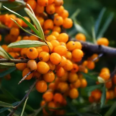 Облепиха МОСКОВСКАЯ ПРОЗРАЧНАЯ в Витебске