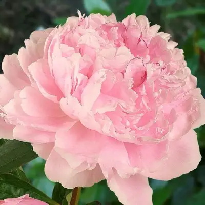 Пион САРА БЕРНАРД травянистый в Витебске