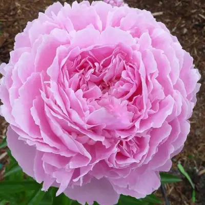 Пион ДЖАКОРМА травянистый в Витебске