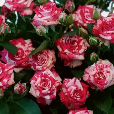 Роза ФАЙЕР ВОРКС миниатюрная в Витебске