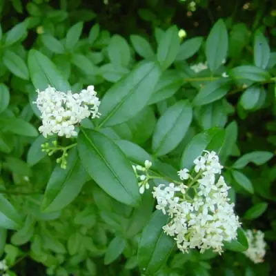 Бирючина обыкновенная АТРОВИРЕНС в Витебске