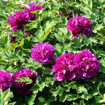 Пион ОРНАМЕНТ древовидный в Витебске