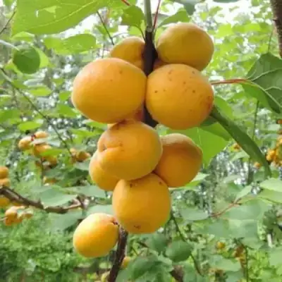 Абрикос ДЕСЕРТНЫЙ ГОЛУБЕВА в Витебске