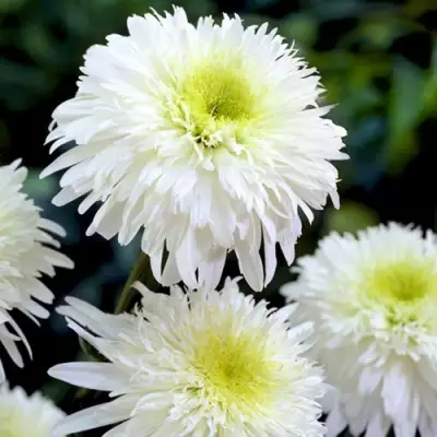 Нивяник ФИОНА ГОГХИЛЛ великолепный в Витебске